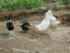 duck pair available for sale