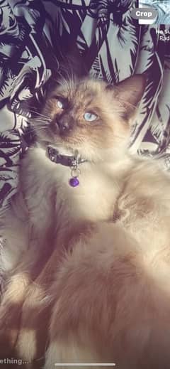 himalayan cat available for cross