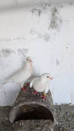 white pigeon pair
