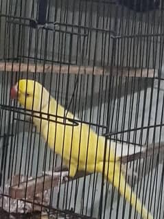 yellow title
