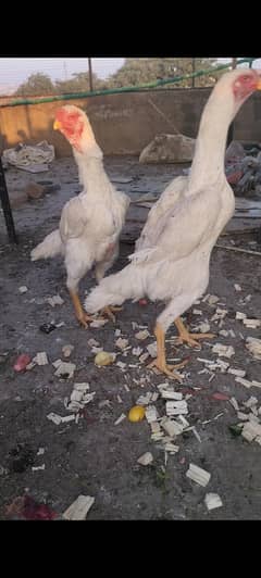 top quality jarman shamo female foresale per pic 35000