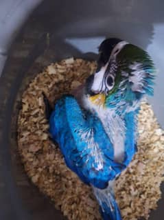 Bleu gold macaw Baby's madre feed available