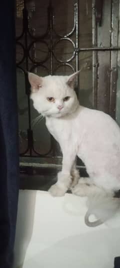 urgent sale white persian