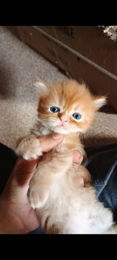 pure persian punch face