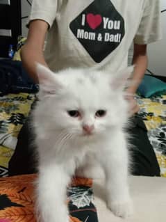 Males females littlef persian cats available in affordable price