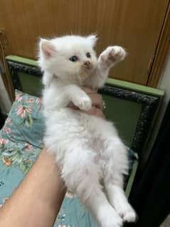 Persian tripple cote semi punch kitten