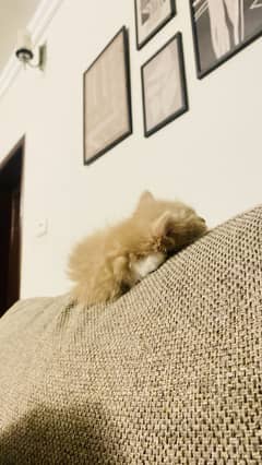 Persian cat