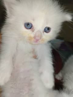 Persian kittens
