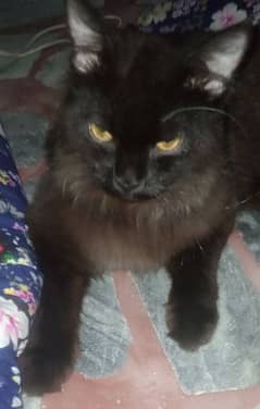 persion cat female ha 03125415857