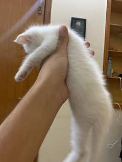 Persian Triple Coat | Semi punch kitten