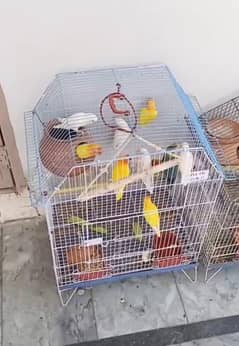 love birds for sale in cheap price