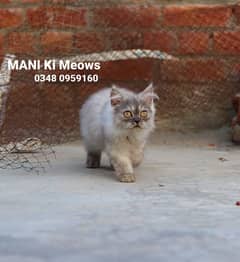 Triple Coat Punch Face Persian Kittens for Sale 