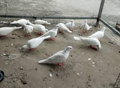 Dove (khumry for Sale)