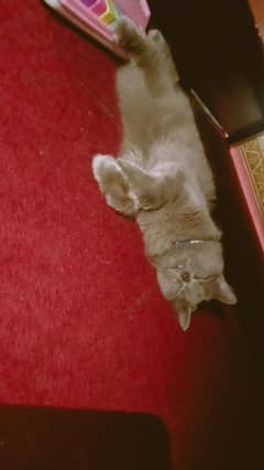 Persian male cat available for sale.