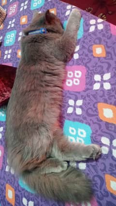 Persian male cat available for sale.