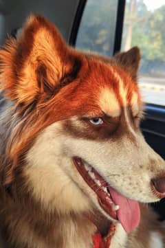 Siberian husky for sale