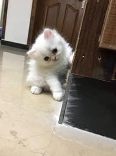 Persian kittens /long coat kittens /fluffy kittens /Calico