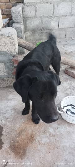 Labrador