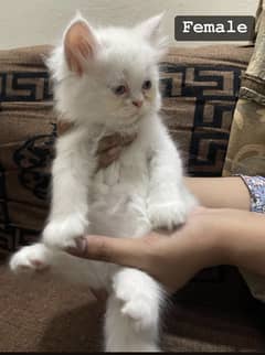 Pure persian female kittens