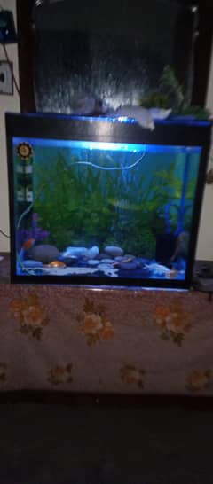 Fish Aquarium