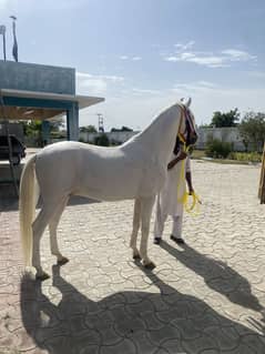 Beautiful (white)pure Desi Nukra