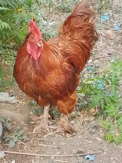 Golden buff fancy male high quality breeder male age 12 months