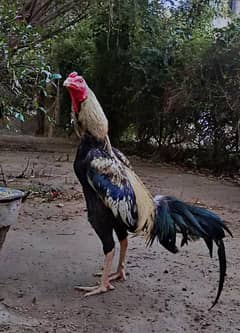 Mianwali