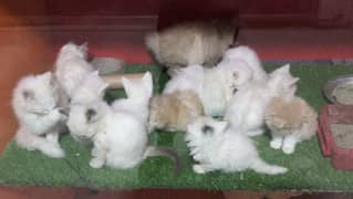 triple coated pure breed kittens cash on delivery