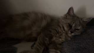 Kitten for sale – Persian Breed 