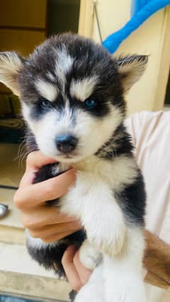 Siberian Huskey Puppies