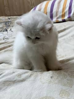 Persian kitten cat white