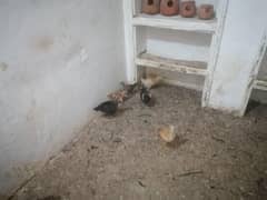 Desi choose ghr k pale hoe 3 month k