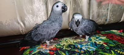 African Grey Self