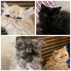 Adult Persian Peke/Peki/Piki Females Cats