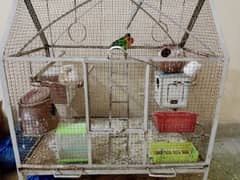 Love birds colony with cage