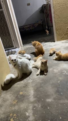 i have persian kittens for sale