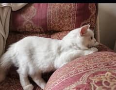 Persian cat female