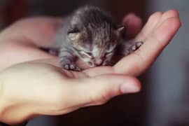 New Born Persian Cat Babies