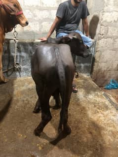 Cow