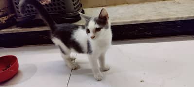 Half