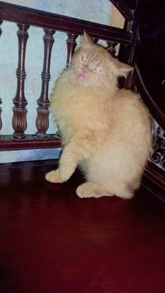 I am selling a pair of cats