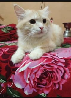 Pure Persian male cat