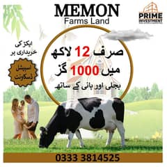 cattle