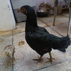 pure aseel hen with 7 chicks
