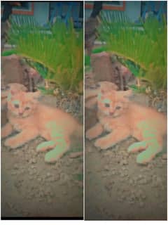 Persians cats