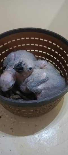 GREY parrot chick Congo size