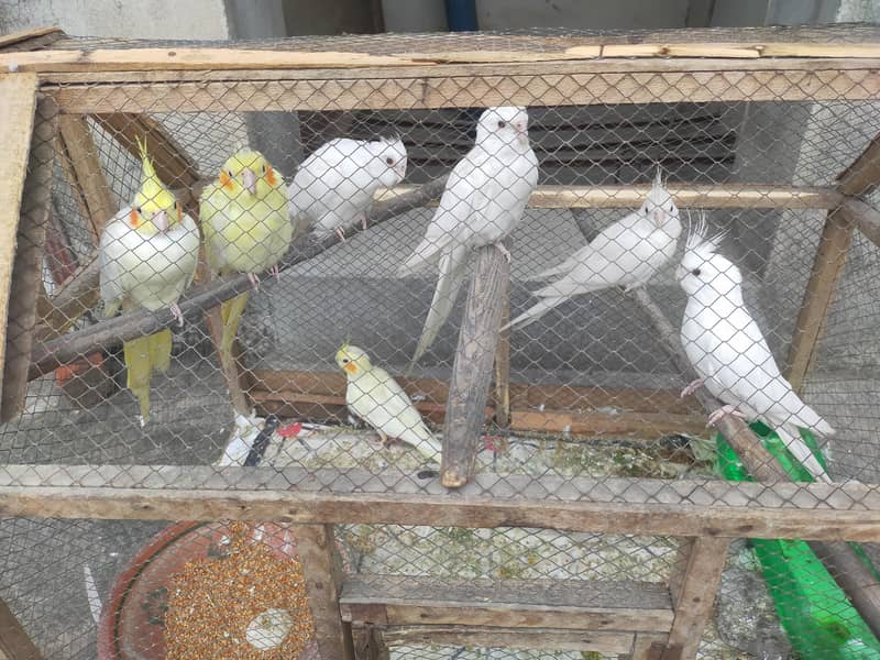3 pairs of Cocktail parrots 0