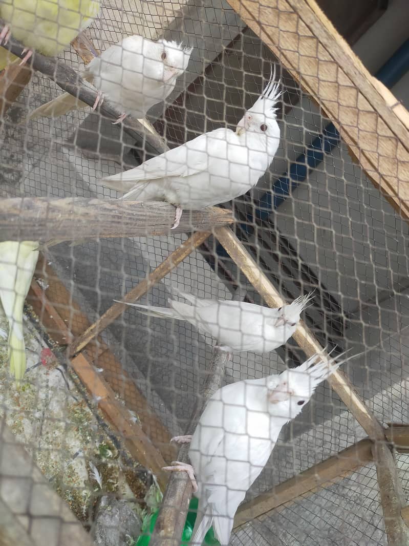 3 pairs of Cocktail parrots 1