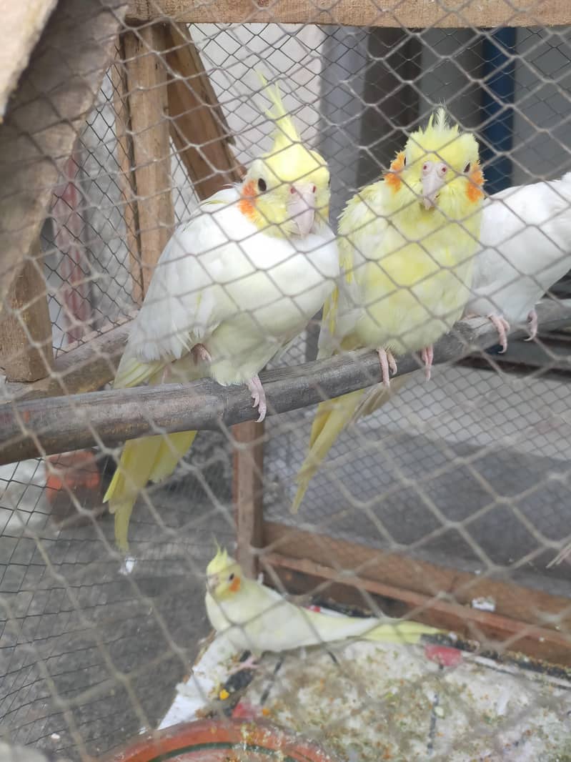 3 pairs of Cocktail parrots 2