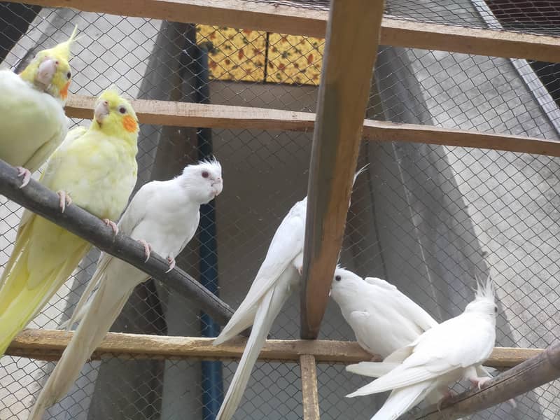 3 pairs of Cocktail parrots 3